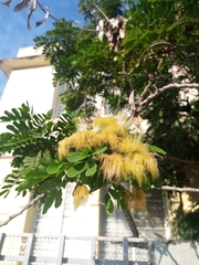 Albizia lebbeck
