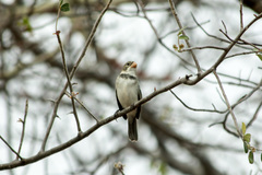 Sporophila albogularis