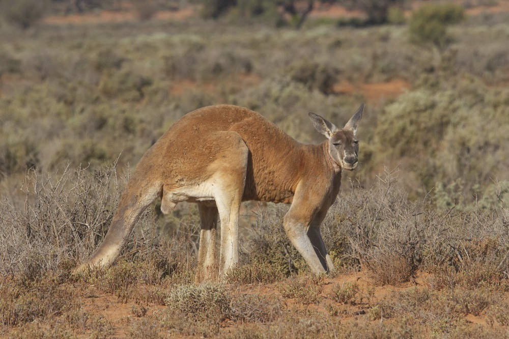 Red Kangaroo (Macropus rufus) · iNaturalist