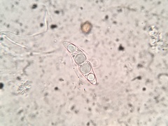 Pseudotrichia mutabilis