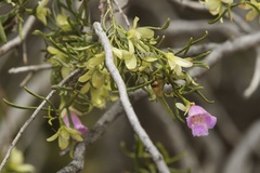 Eremophila sturtii