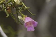 Eremophila sturtii