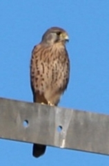 Falco tinnunculus