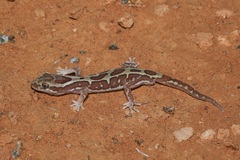 Lucasium steindachneri