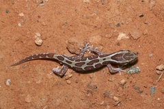 Lucasium steindachneri