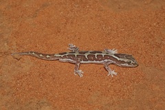 Lucasium steindachneri