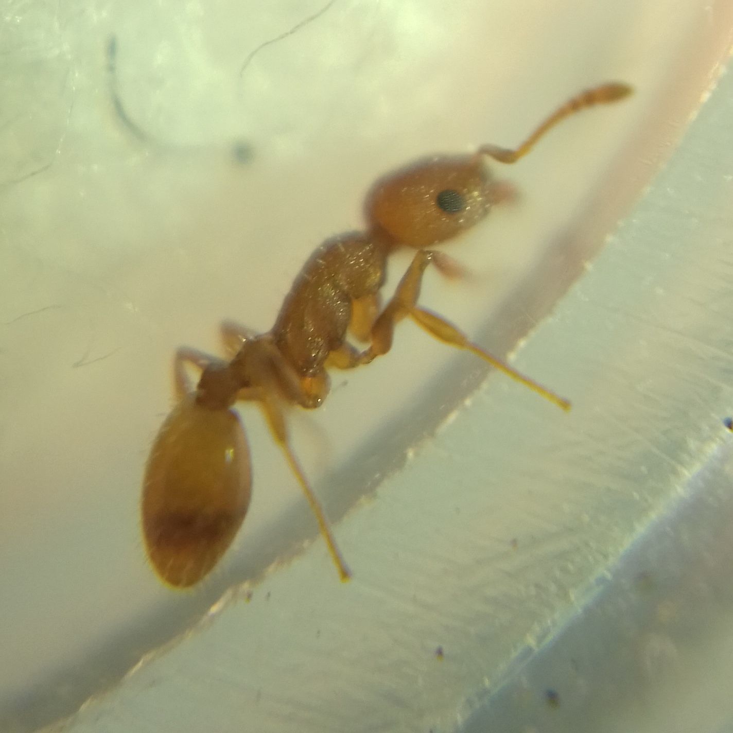 Temnothorax turcicus