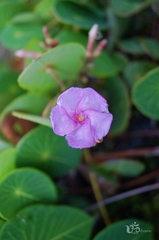 Stipecoma peltigera