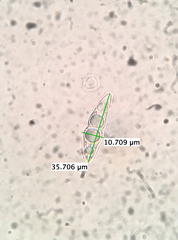 Pseudotrichia mutabilis