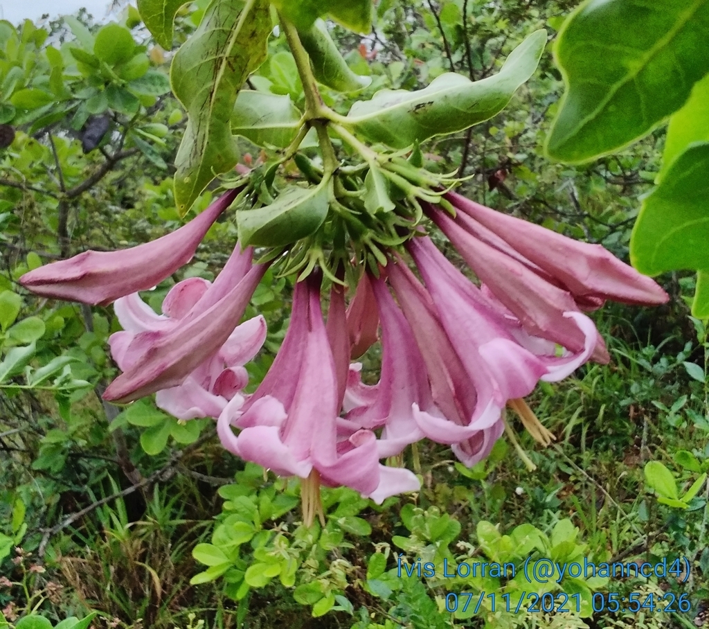 Cinchonoideae