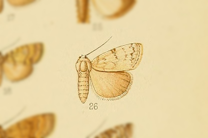 Barasa costalis