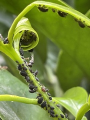 Insecta