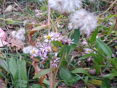 Tripolium pannonicum