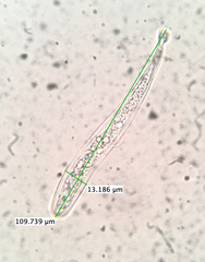 Pseudotrichia mutabilis