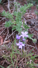 Glandularia venturii
