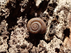 Averellia coactiliata