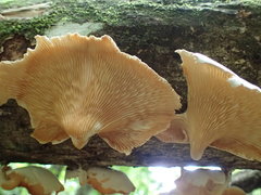 Lentinus scleropus