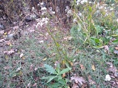 Tripolium pannonicum
