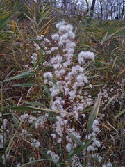 Tripolium pannonicum