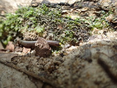 Epictia tenella