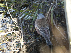 Leucosticte tephrocotis littoralis