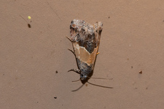 Tripudia balteata