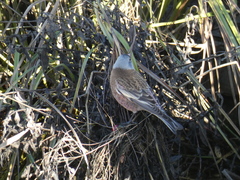 Leucosticte tephrocotis littoralis