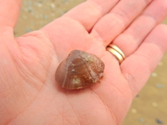 Mactra stultorum