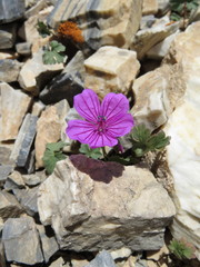 Geranium sophiae