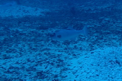 Canthidermis maculata