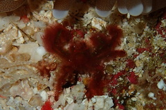 Achaeus japonicus