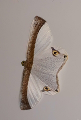 Opisthoxia