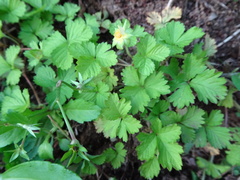 Potentilla hebiichigo