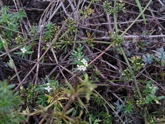 Galium