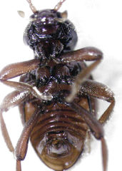 Camiarites convexus