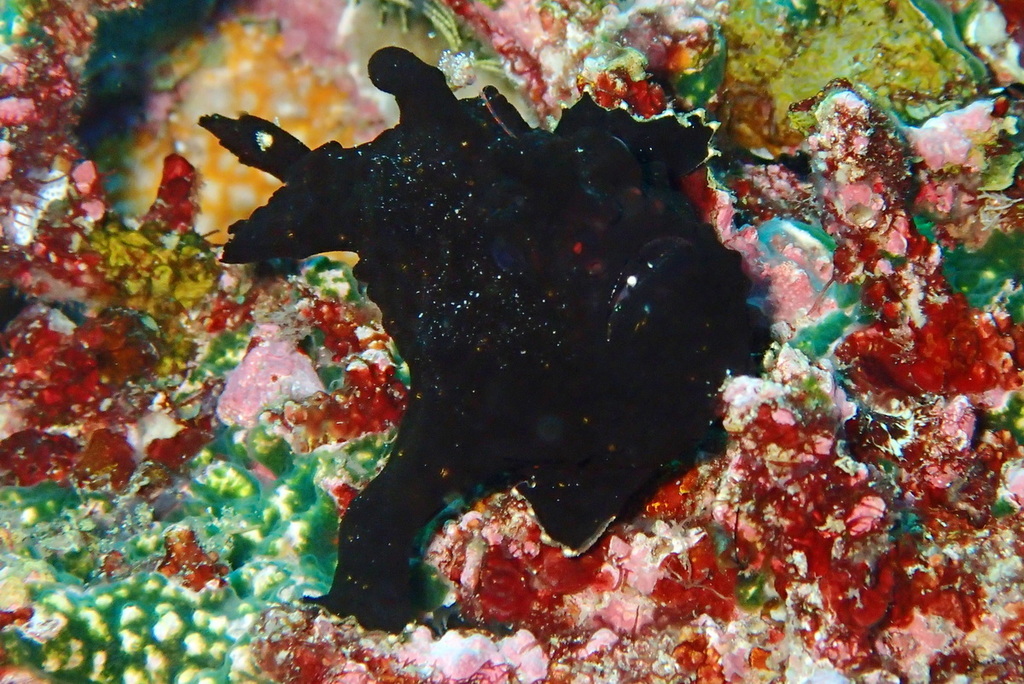 Brakwater-hengelaarsvis (Antennarius biocellatus) — Antennariidae