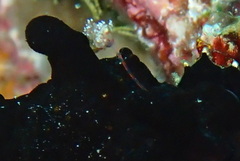 Antennarius biocellatus