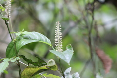 Piper corcovadensis