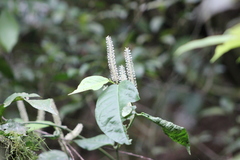 Piper corcovadensis