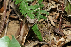 Hypena indicatalis