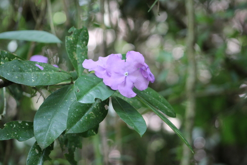 Brunfelsia pauciflora, photographed by an iNaturalist contributor