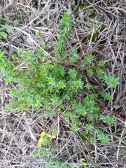 Galium