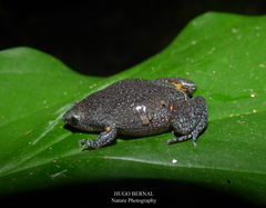 Elachistocleis pearsei