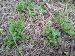 Galium