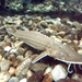 Shovelnose Sturgeon - Photo (c) MONGO, some rights reserved (CC BY-SA)