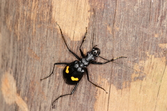 Oxycheila tristis