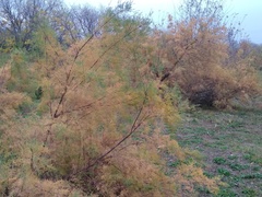 Tamarix