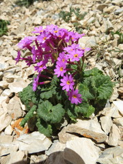 Primula minkwitziae