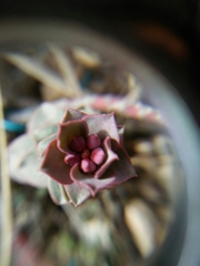 Euphorbia fontqueriana