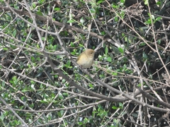 Phylloscopus collybita